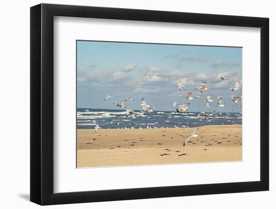 Flock of seaguls on the beaches of Lake Michigan, Indiana Dunes, Indiana, USA-Anna Miller-Framed Photographic Print