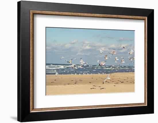 Flock of seaguls on the beaches of Lake Michigan, Indiana Dunes, Indiana, USA-Anna Miller-Framed Photographic Print