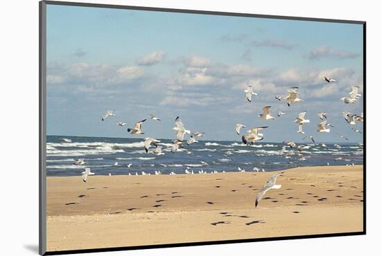 Flock of seaguls on the beaches of Lake Michigan, Indiana Dunes, Indiana, USA-Anna Miller-Mounted Photographic Print