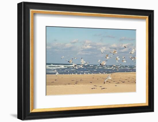 Flock of seaguls on the beaches of Lake Michigan, Indiana Dunes, Indiana, USA-Anna Miller-Framed Photographic Print