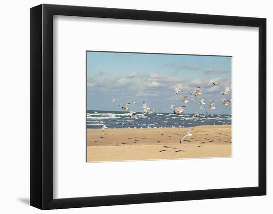 Flock of seaguls on the beaches of Lake Michigan, Indiana Dunes, Indiana, USA-Anna Miller-Framed Photographic Print