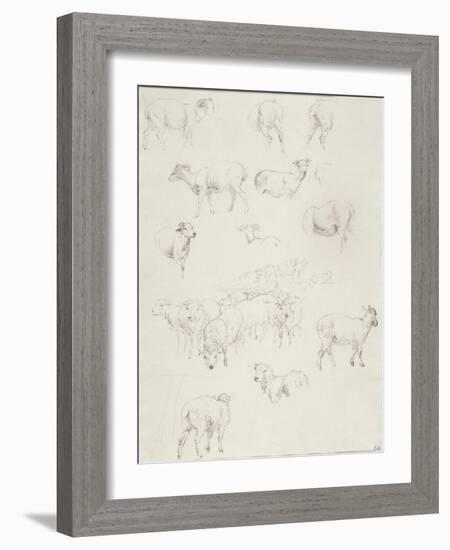 Flock of Sheep, after 1794-Robert Hills-Framed Giclee Print