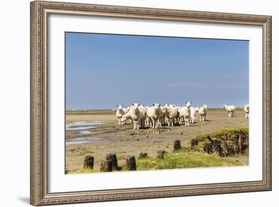 Flock of Sheep at Coast of the Northern Sea-Photo-Active-Framed Photographic Print