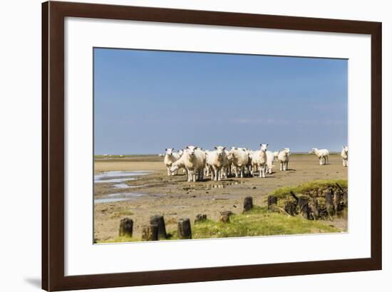 Flock of Sheep at Coast of the Northern Sea-Photo-Active-Framed Photographic Print