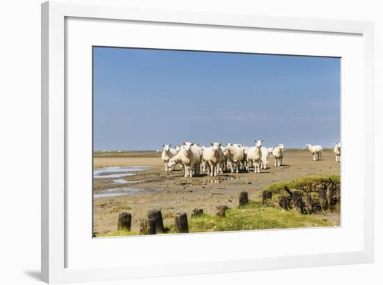 Flock of Sheep at Coast of the Northern Sea-Photo-Active-Framed Photographic Print