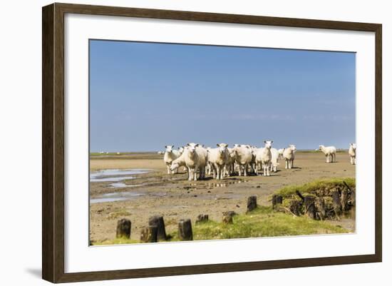 Flock of Sheep at Coast of the Northern Sea-Photo-Active-Framed Photographic Print