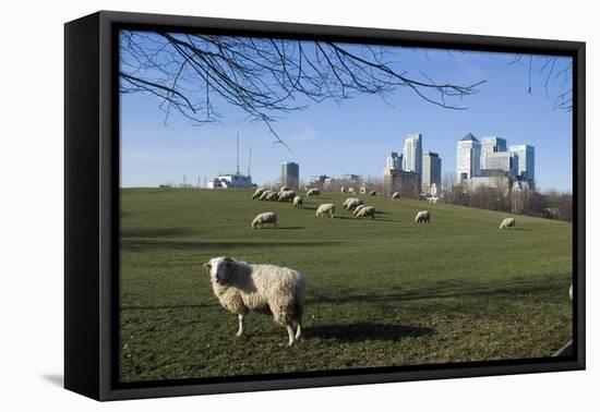 Flock of Sheep at Mudchute Park and Farm, in Front of Canary Wharf, Docklands, Isle of Dogs, London-Natalie Tepper-Framed Premier Image Canvas