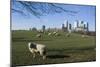 Flock of Sheep at Mudchute Park and Farm, in Front of Canary Wharf, Docklands, Isle of Dogs, London-Natalie Tepper-Mounted Photographic Print