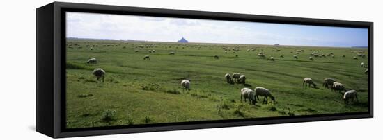 Flock of Sheep Grazing in a Field, Mont Saint-Michel, Basse-Normandy, Brittany, France-null-Framed Premier Image Canvas