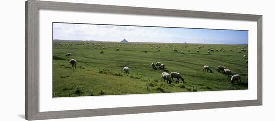 Flock of Sheep Grazing in a Field, Mont Saint-Michel, Basse-Normandy, Brittany, France-null-Framed Photographic Print