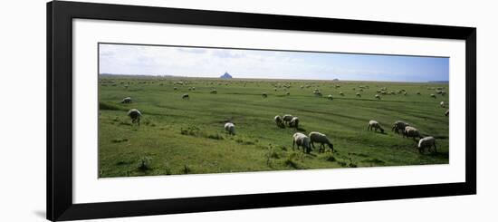 Flock of Sheep Grazing in a Field, Mont Saint-Michel, Basse-Normandy, Brittany, France-null-Framed Photographic Print