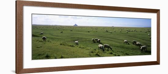 Flock of Sheep Grazing in a Field, Mont Saint-Michel, Basse-Normandy, Brittany, France-null-Framed Photographic Print