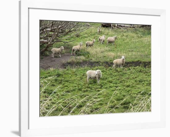 Flock of sheep grazing in a field, State Highway 1, Taihape, Manawatu-Wanganui, North Island, Ne...-null-Framed Photographic Print