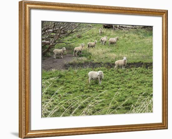 Flock of sheep grazing in a field, State Highway 1, Taihape, Manawatu-Wanganui, North Island, Ne...-null-Framed Photographic Print