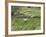 Flock of sheep grazing in a field, State Highway 1, Taihape, Manawatu-Wanganui, North Island, Ne...-null-Framed Photographic Print