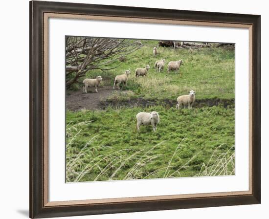 Flock of sheep grazing in a field, State Highway 1, Taihape, Manawatu-Wanganui, North Island, Ne...-null-Framed Photographic Print