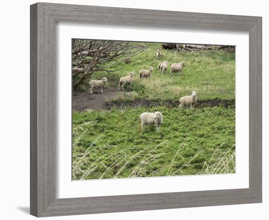 Flock of sheep grazing in a field, State Highway 1, Taihape, Manawatu-Wanganui, North Island, Ne...-null-Framed Photographic Print