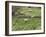 Flock of sheep grazing in a field, State Highway 1, Taihape, Manawatu-Wanganui, North Island, Ne...-null-Framed Photographic Print