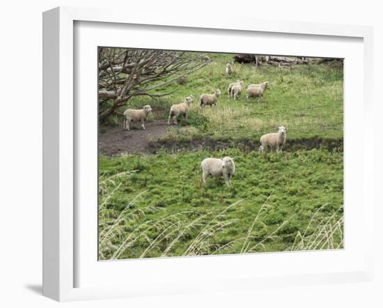 Flock of sheep grazing in a field, State Highway 1, Taihape, Manawatu-Wanganui, North Island, Ne...-null-Framed Photographic Print