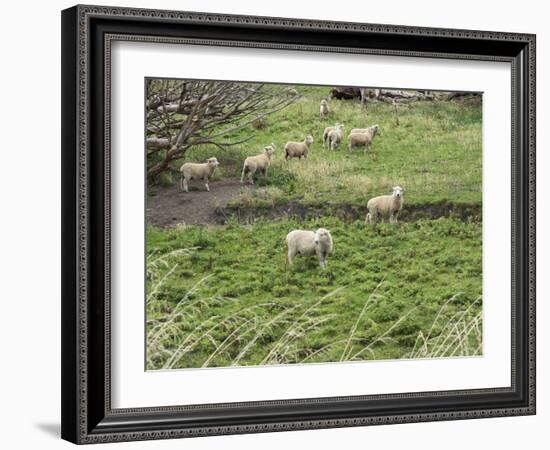 Flock of sheep grazing in a field, State Highway 1, Taihape, Manawatu-Wanganui, North Island, Ne...-null-Framed Photographic Print
