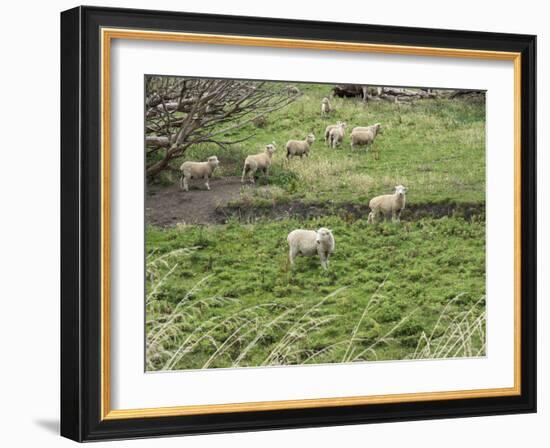 Flock of sheep grazing in a field, State Highway 1, Taihape, Manawatu-Wanganui, North Island, Ne...-null-Framed Photographic Print