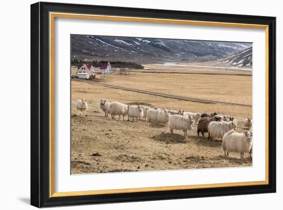 Flock of Sheep, Iceland-null-Framed Photographic Print