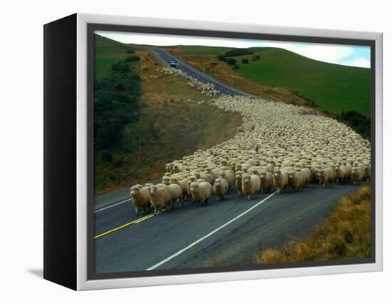 Flock of Sheep in Roadway-John Carnemolla-Framed Premier Image Canvas