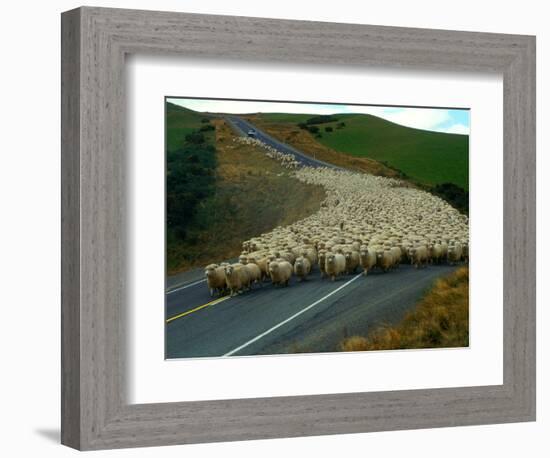 Flock of Sheep in Roadway-John Carnemolla-Framed Photographic Print