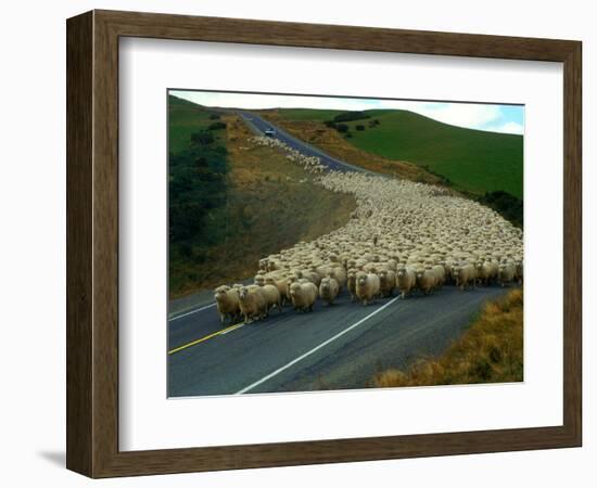 Flock of Sheep in Roadway-John Carnemolla-Framed Photographic Print