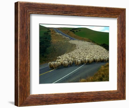 Flock of Sheep in Roadway-John Carnemolla-Framed Photographic Print