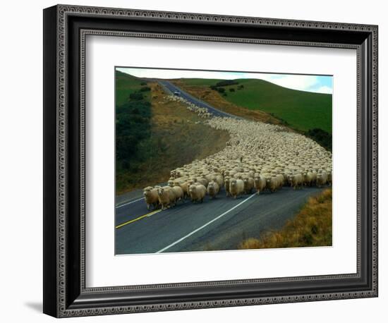 Flock of Sheep in Roadway-John Carnemolla-Framed Photographic Print