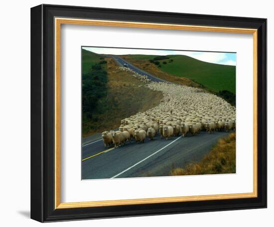 Flock of Sheep in Roadway-John Carnemolla-Framed Photographic Print