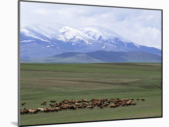 Flock of Sheep, Northeast Coast of Lake Van, Van Area, Anatolia, Turkey, Eurasia-Adam Woolfitt-Mounted Photographic Print
