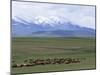 Flock of Sheep, Northeast Coast of Lake Van, Van Area, Anatolia, Turkey, Eurasia-Adam Woolfitt-Mounted Photographic Print