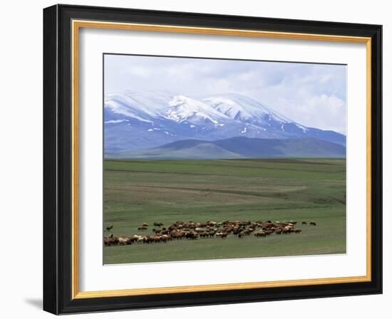 Flock of Sheep, Northeast Coast of Lake Van, Van Area, Anatolia, Turkey, Eurasia-Adam Woolfitt-Framed Photographic Print