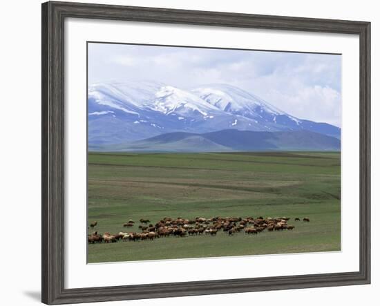 Flock of Sheep, Northeast Coast of Lake Van, Van Area, Anatolia, Turkey, Eurasia-Adam Woolfitt-Framed Photographic Print