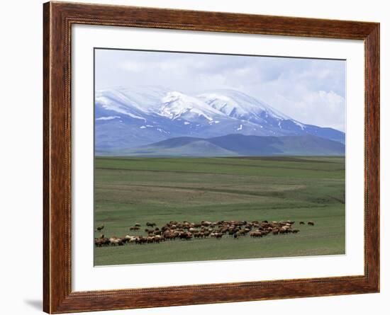 Flock of Sheep, Northeast Coast of Lake Van, Van Area, Anatolia, Turkey, Eurasia-Adam Woolfitt-Framed Photographic Print