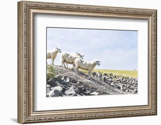 Flock of Sheep on the Dyke-Photo-Active-Framed Photographic Print