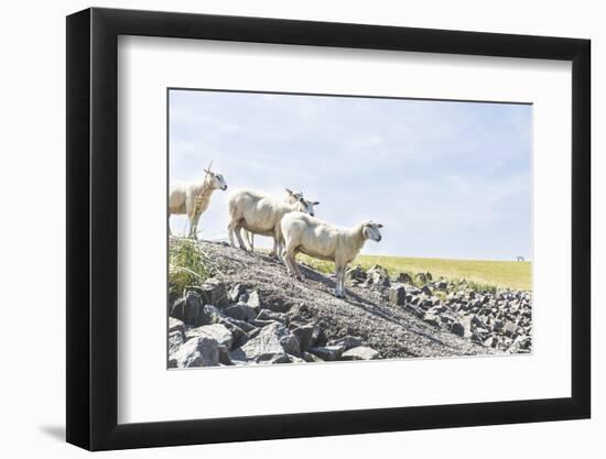 Flock of Sheep on the Dyke-Photo-Active-Framed Photographic Print