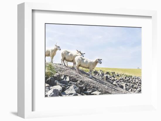 Flock of Sheep on the Dyke-Photo-Active-Framed Photographic Print