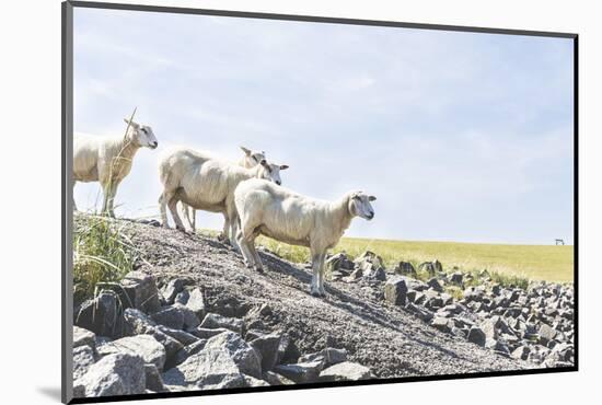 Flock of Sheep on the Dyke-Photo-Active-Mounted Photographic Print