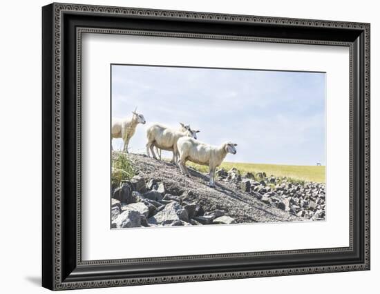 Flock of Sheep on the Dyke-Photo-Active-Framed Photographic Print