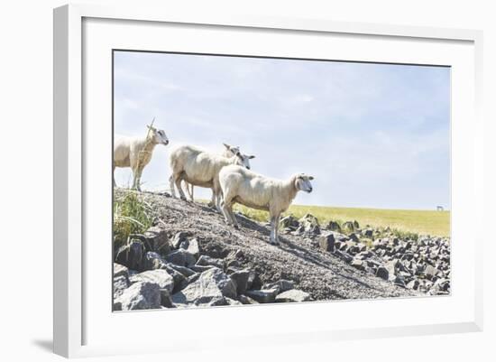 Flock of Sheep on the Dyke-Photo-Active-Framed Photographic Print