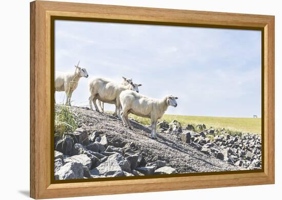 Flock of Sheep on the Dyke-Photo-Active-Framed Premier Image Canvas