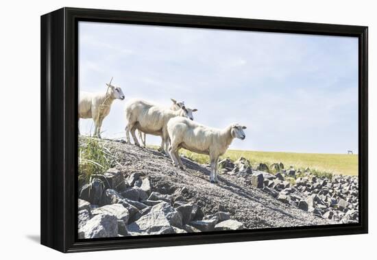 Flock of Sheep on the Dyke-Photo-Active-Framed Premier Image Canvas