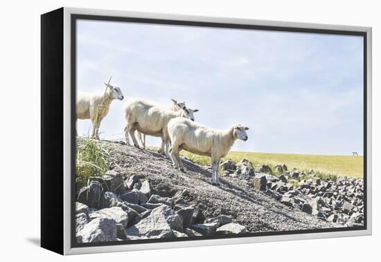 Flock of Sheep on the Dyke-Photo-Active-Framed Premier Image Canvas