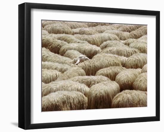 Flock of Sheep, Sardinia, Italy, Mediterranean, Europe-Oliviero Olivieri-Framed Photographic Print