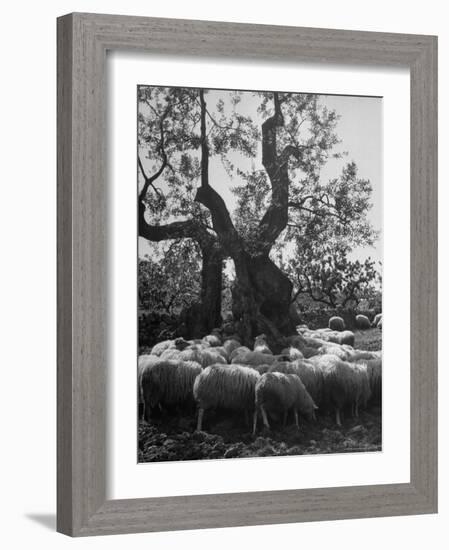 Flock of Sheep under an Olive Tree-Alfred Eisenstaedt-Framed Photographic Print