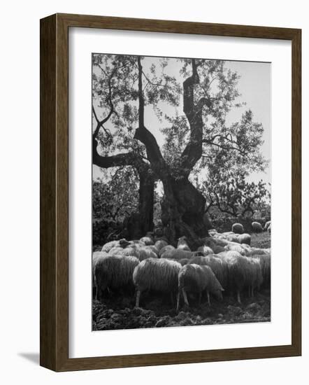 Flock of Sheep under an Olive Tree-Alfred Eisenstaedt-Framed Photographic Print