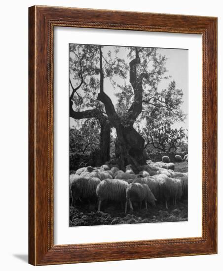 Flock of Sheep under an Olive Tree-Alfred Eisenstaedt-Framed Photographic Print